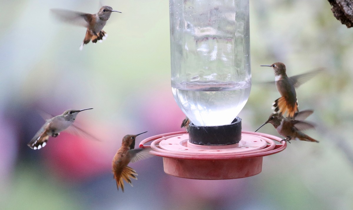 Rufous Hummingbird - ML643315274