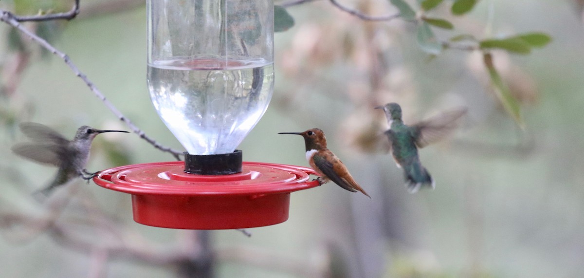 Rufous Hummingbird - ML643315277