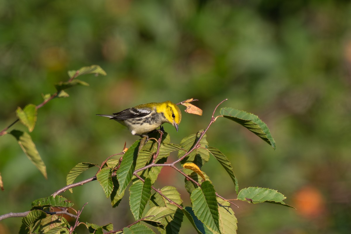 Black-throated Green Warbler - ML643315279