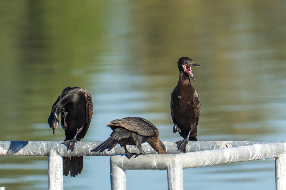 Neotropic Cormorant - ML643315286