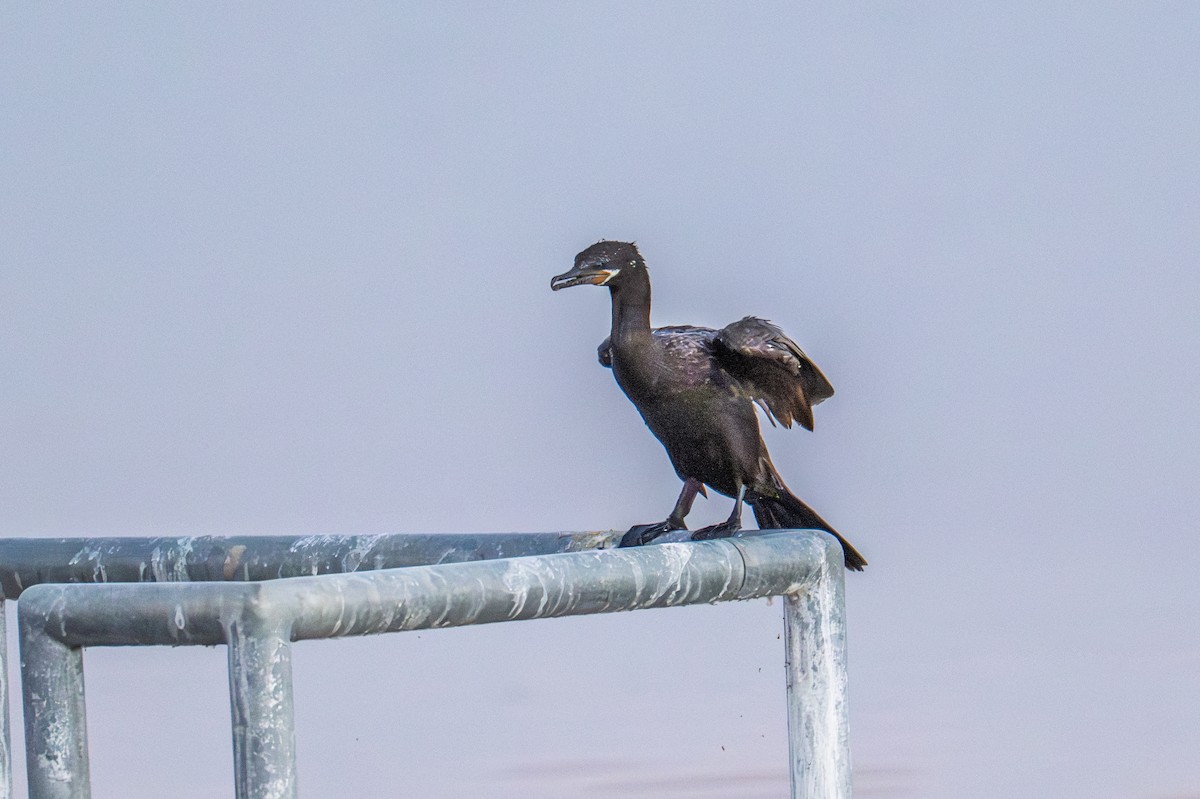 Neotropic Cormorant - ML643315287