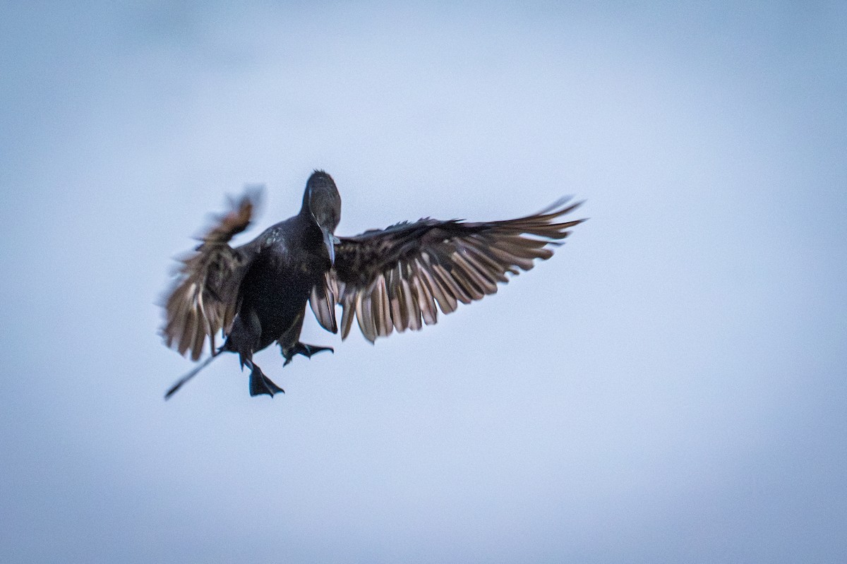 Neotropic Cormorant - ML643315288