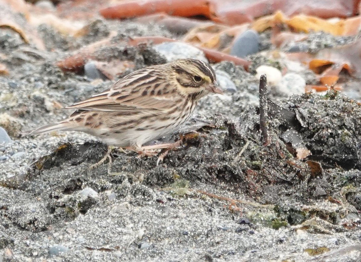 Savannah Sparrow - ML643315298