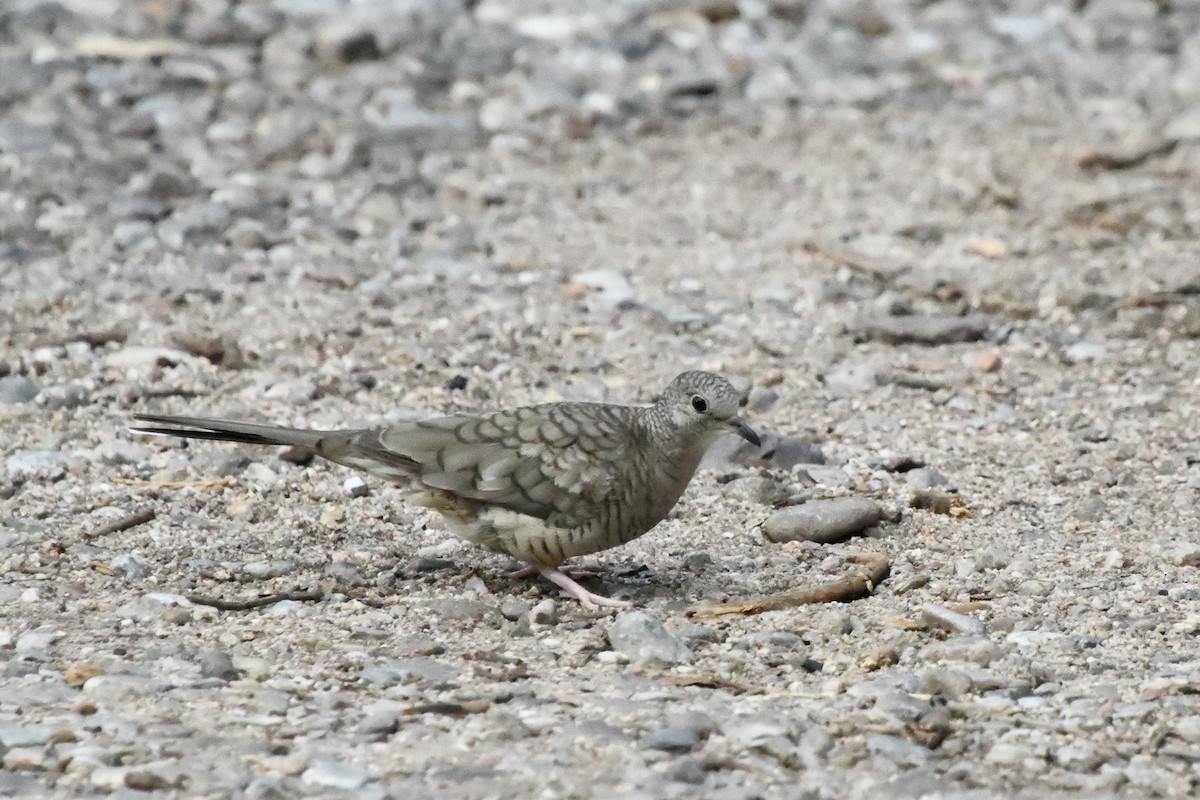 Inca Dove - ML643315311