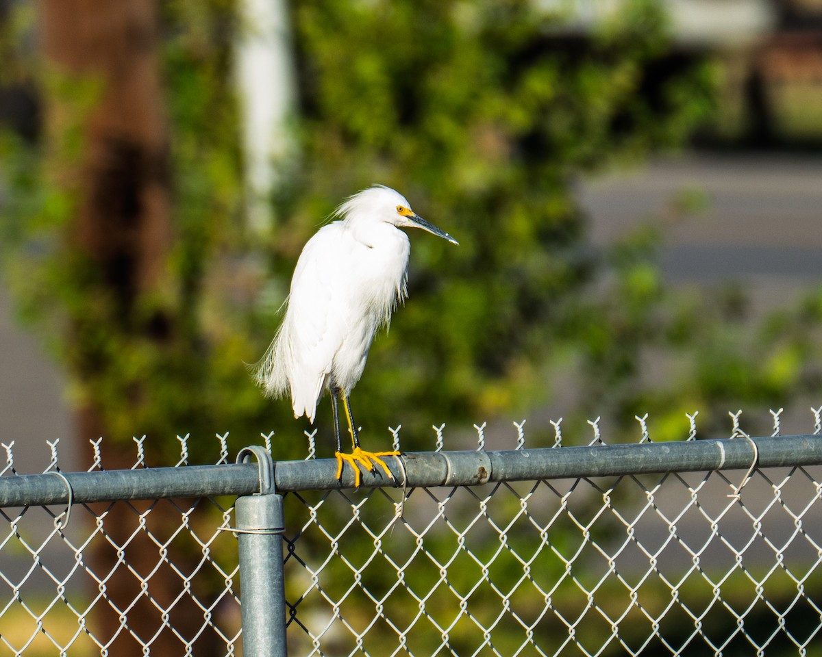 Snowy Egret - ML643315316
