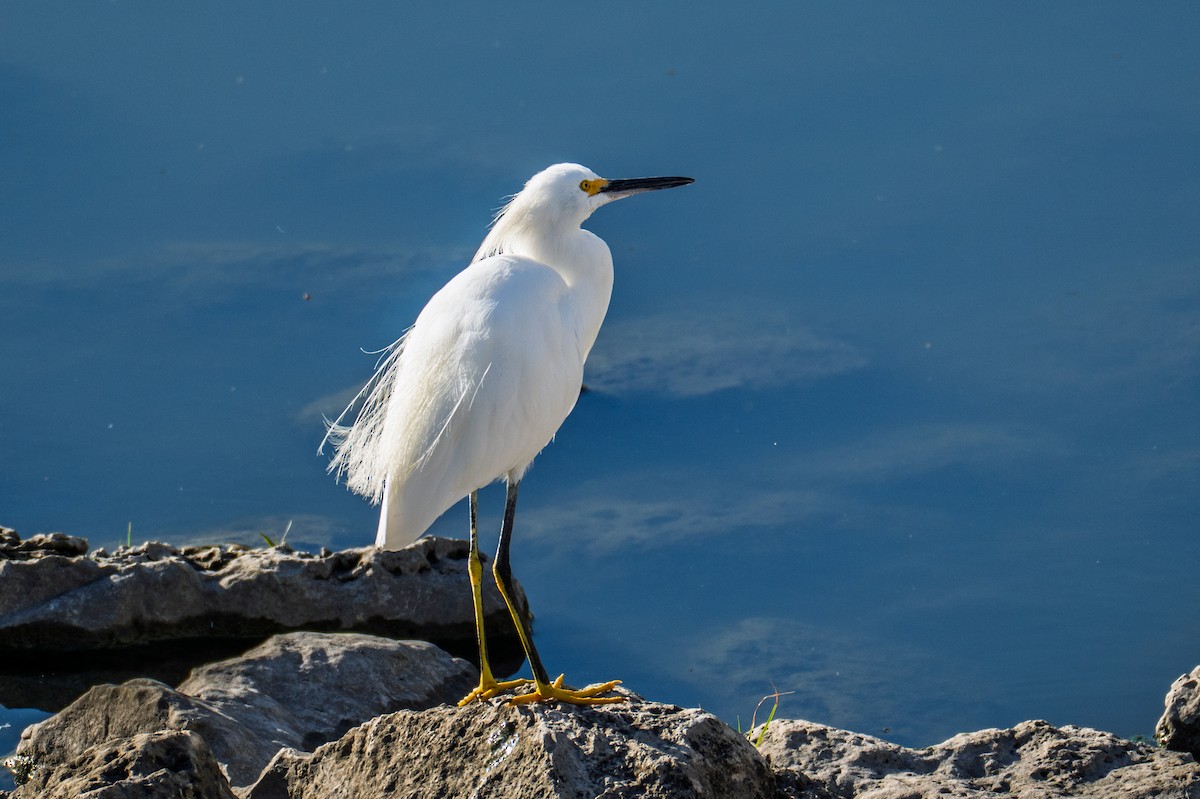 Snowy Egret - ML643315317