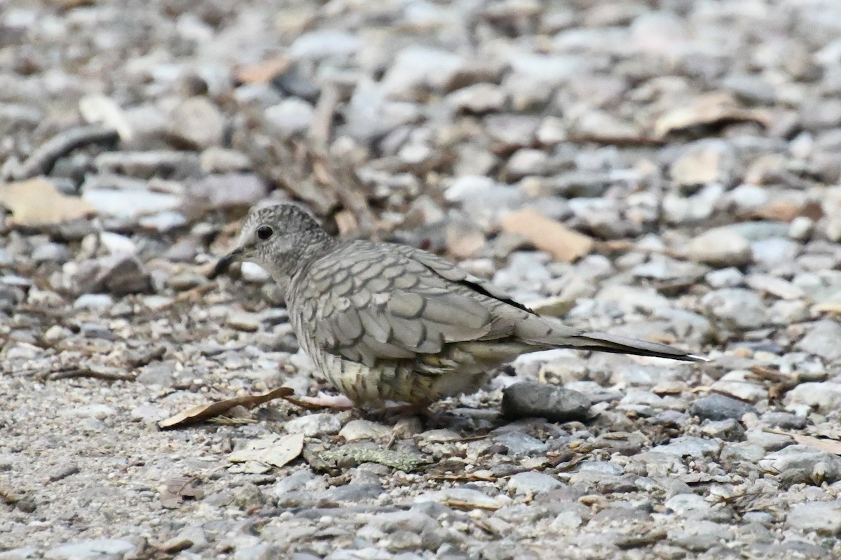 Inca Dove - ML643315321