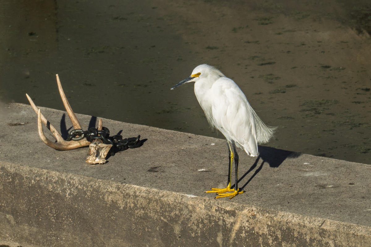 Snowy Egret - ML643315328