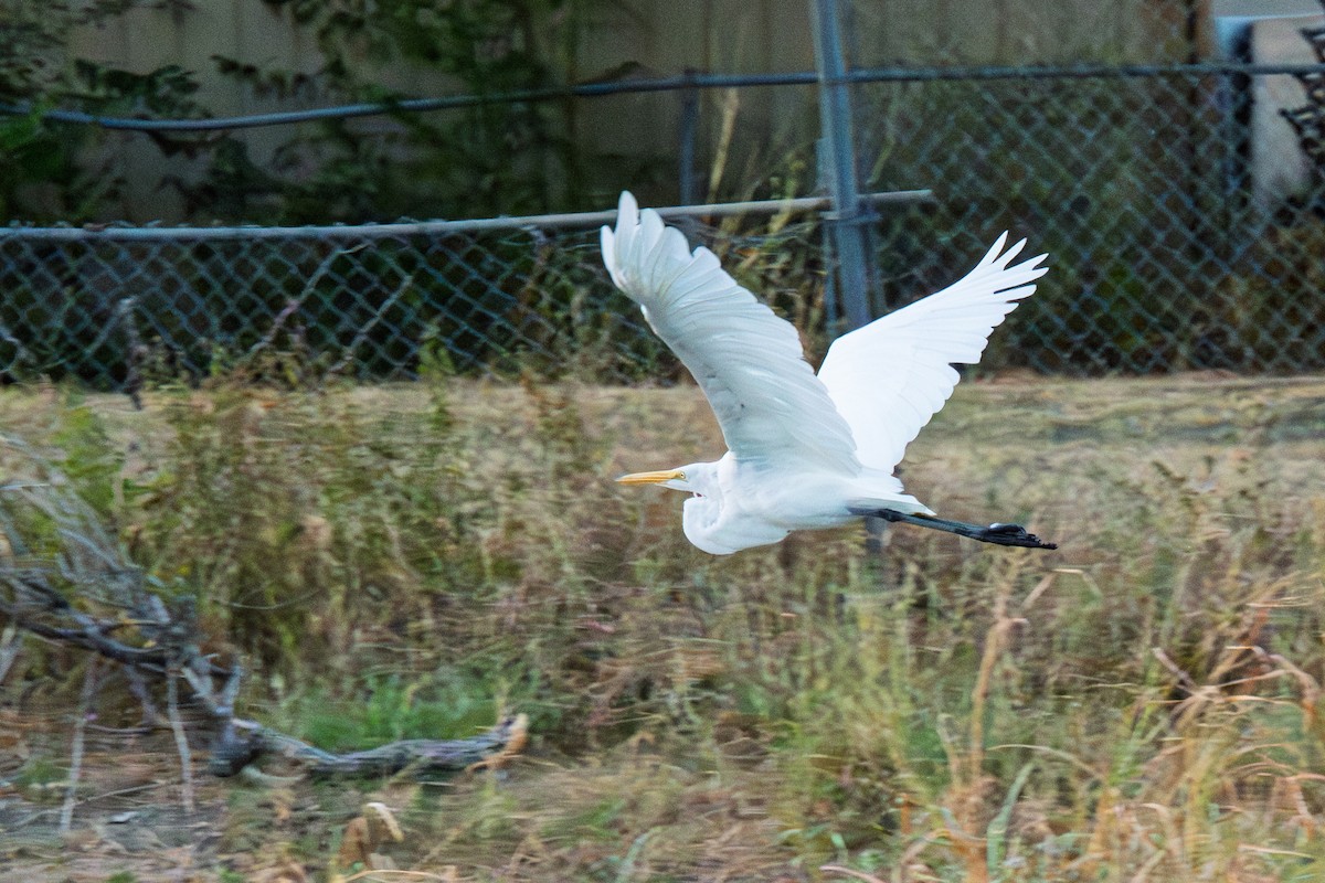 Great Egret - ML643315343