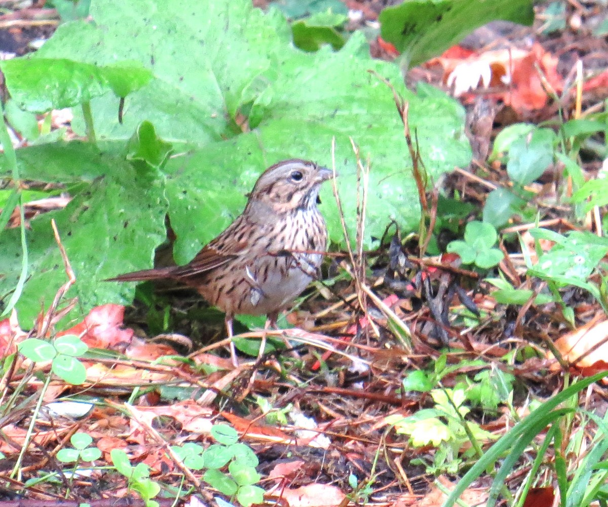Lincoln's Sparrow - ML643315350
