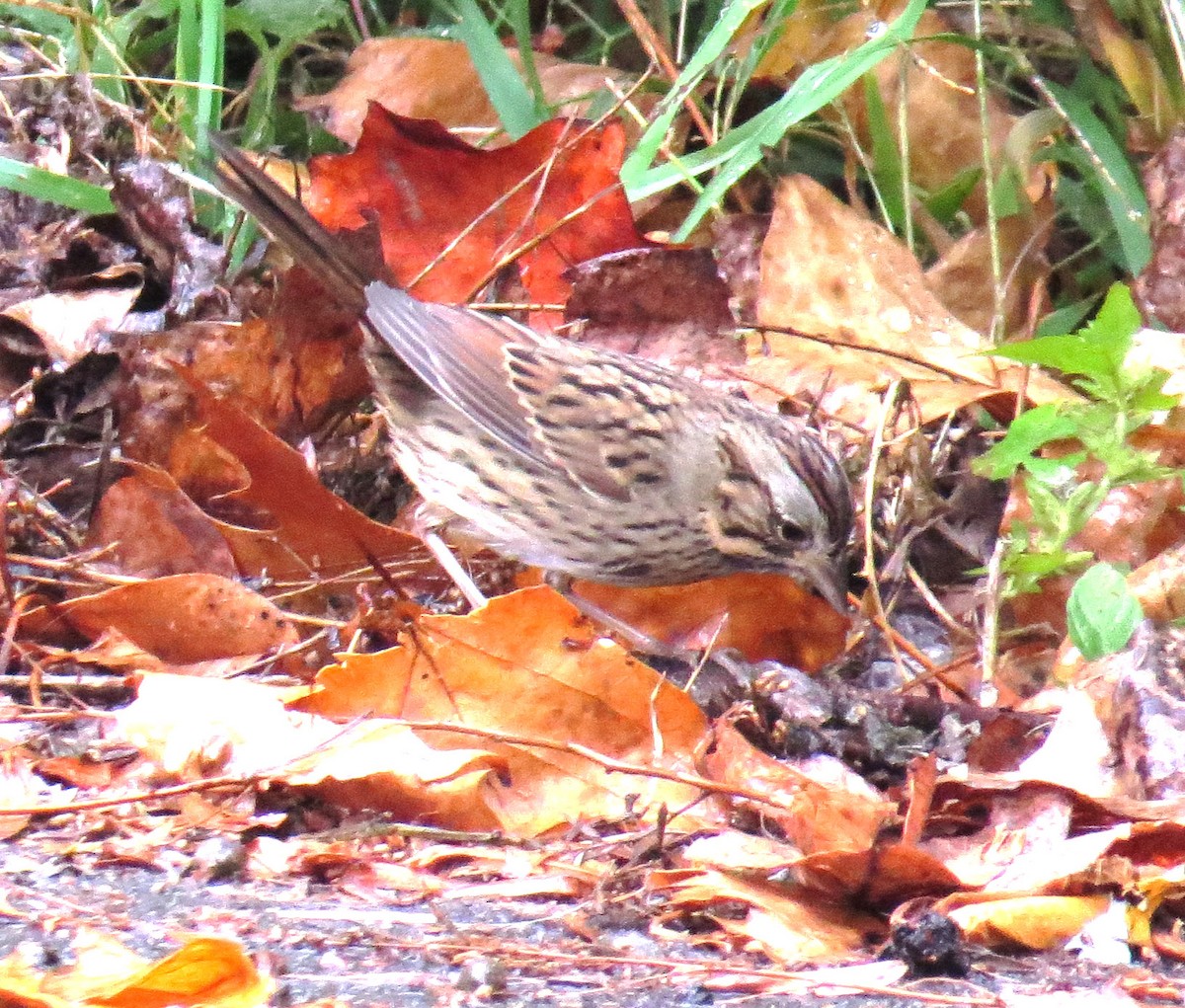 Lincoln's Sparrow - ML643315351