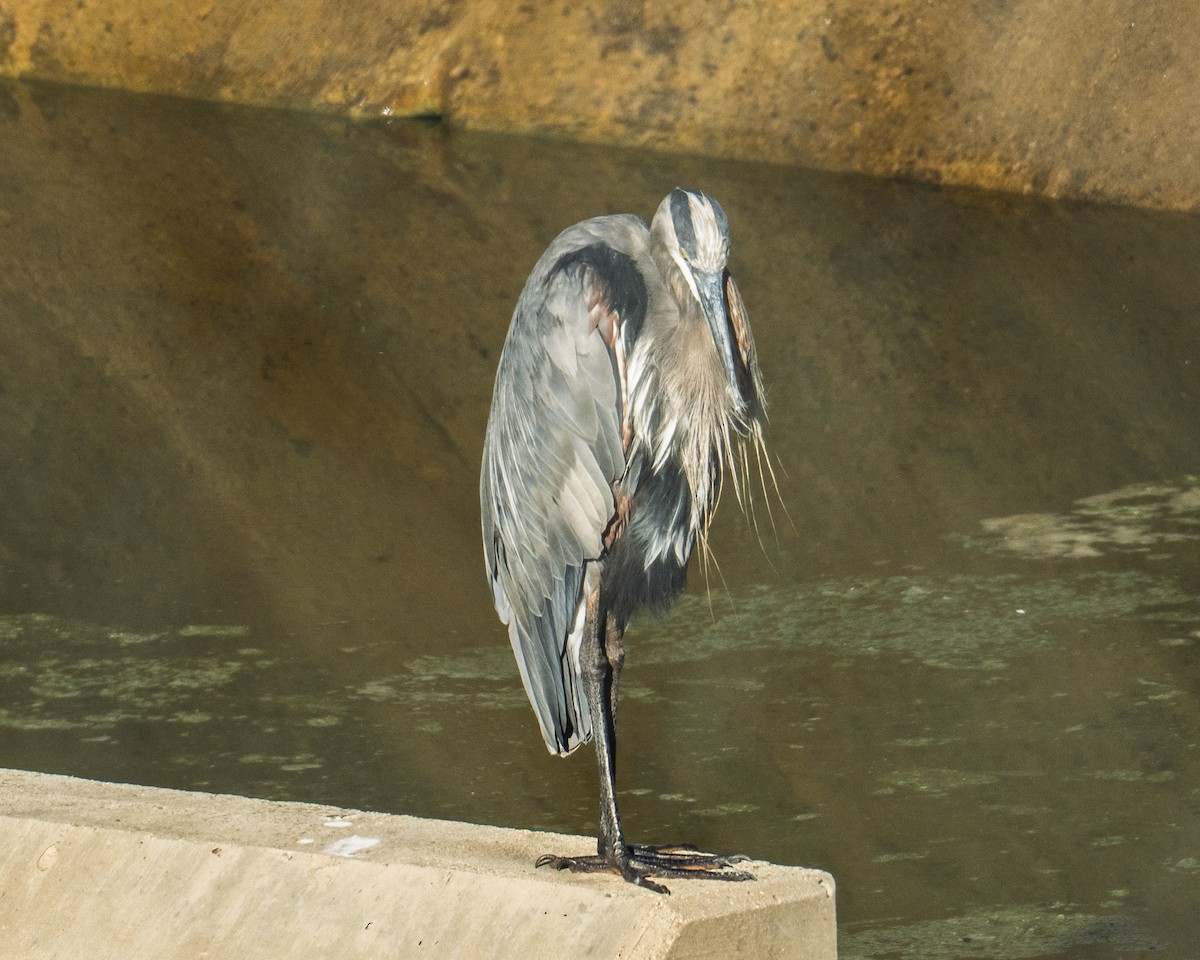 Great Blue Heron - ML643315362