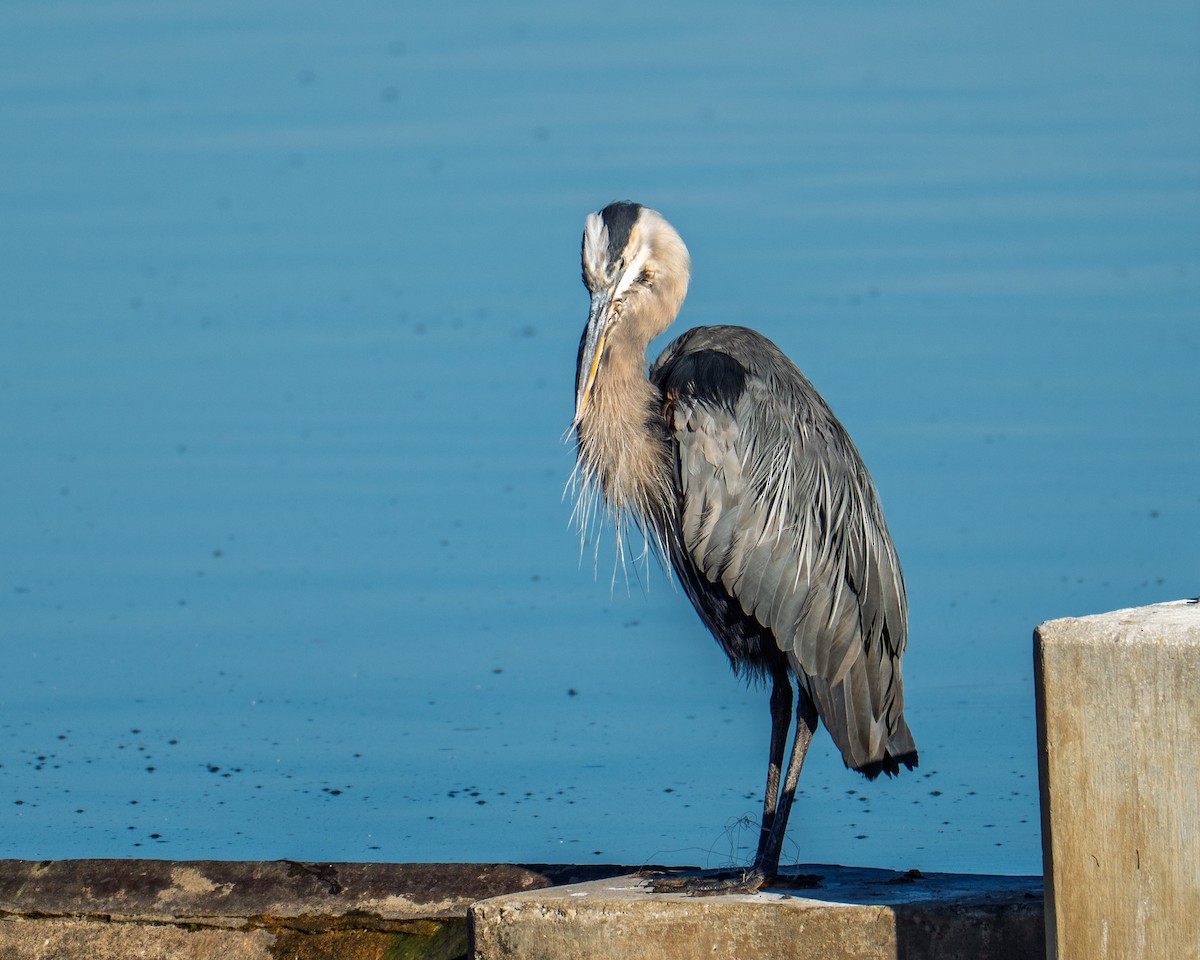 Great Blue Heron - ML643315363