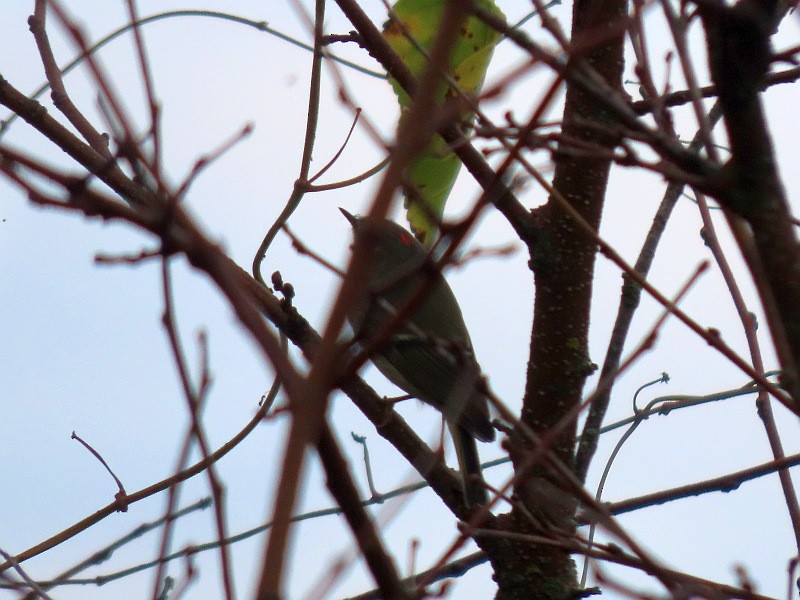 Ruby-crowned Kinglet - ML643315367