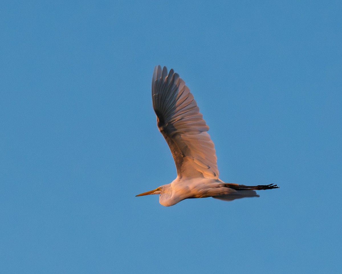 Great Egret - ML643315375