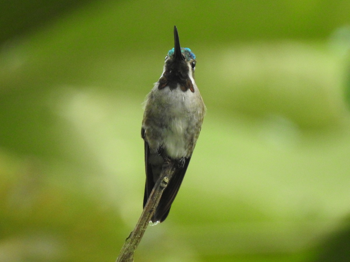 Long-billed Starthroat - ML643315416