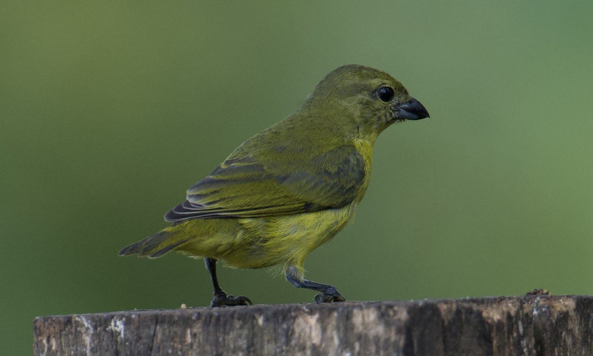 Толстоклювая эуфония - ML643315417