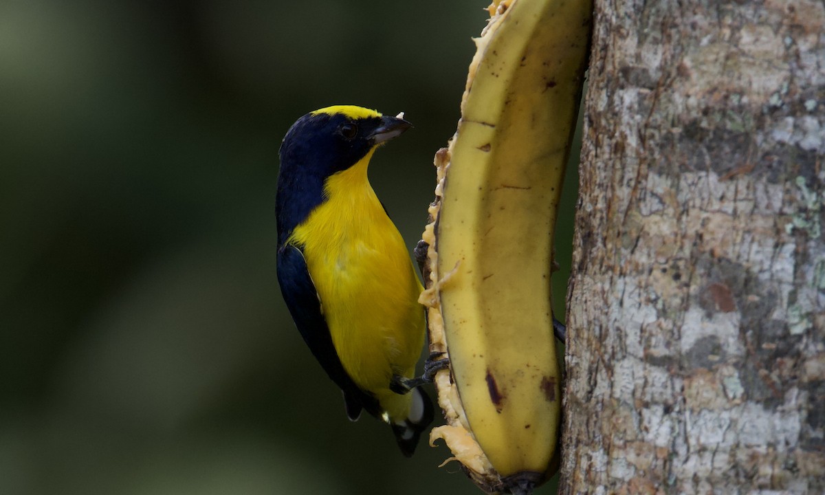 Толстоклювая эуфония - ML643315438