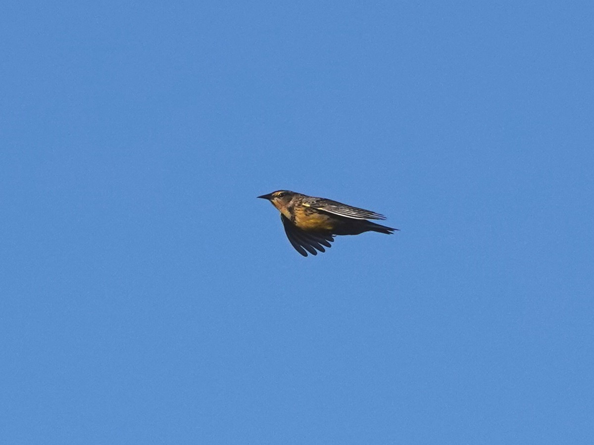 Western Meadowlark - ML643315487