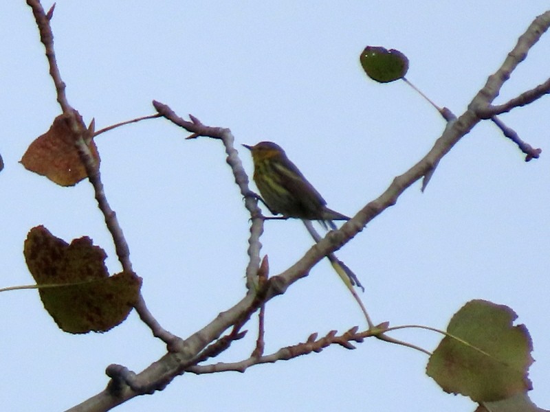 Cape May Warbler - ML643315499