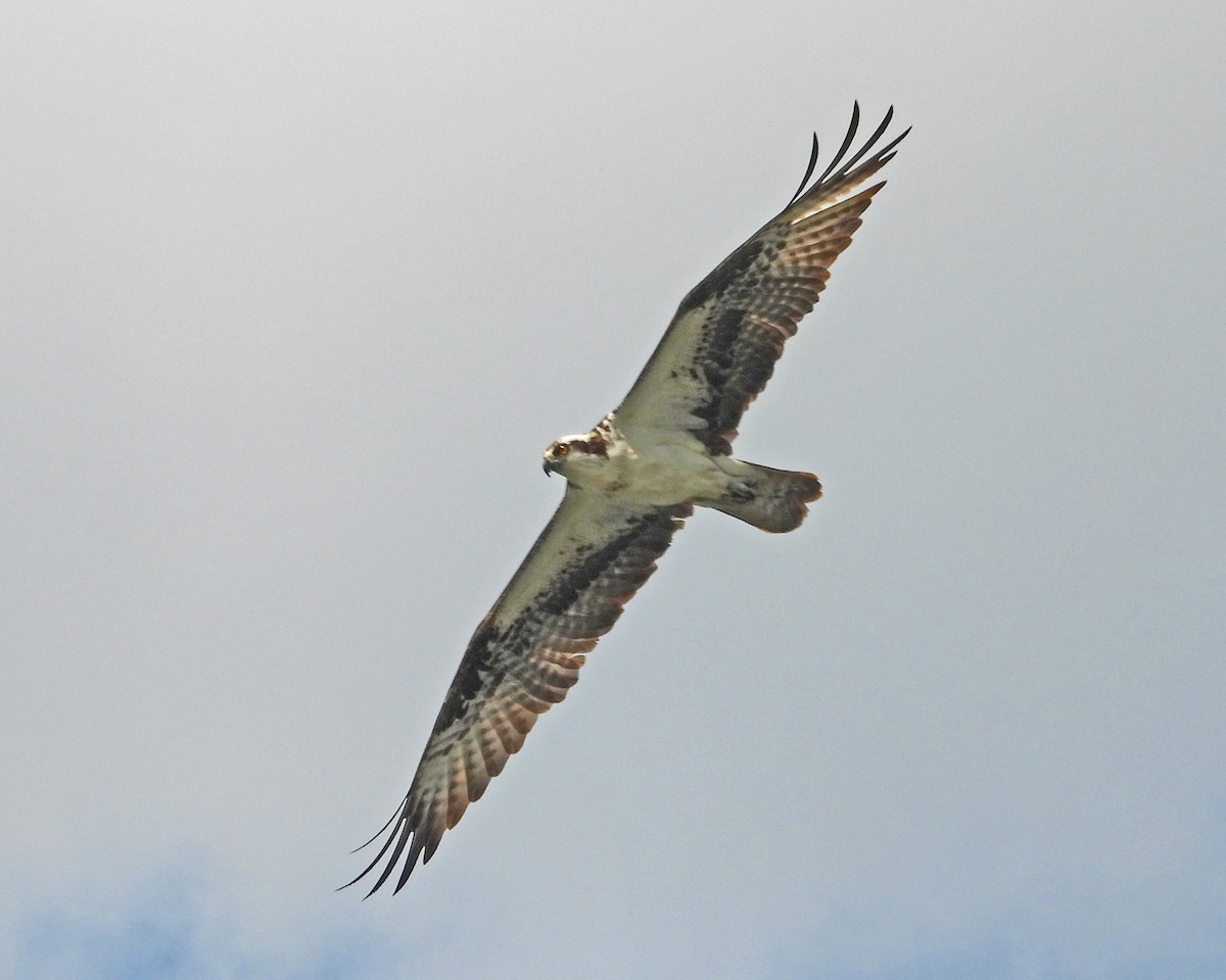 Osprey - ML643315501