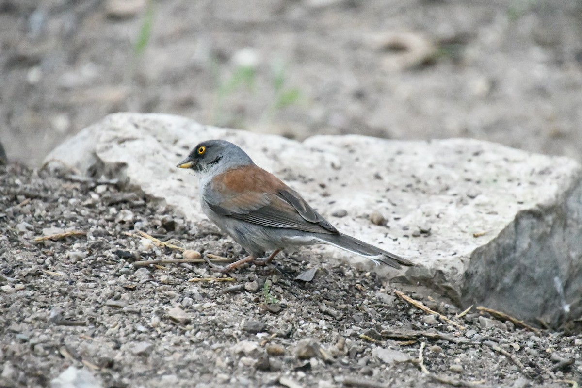 Yellow-eyed Junco - ML643315523