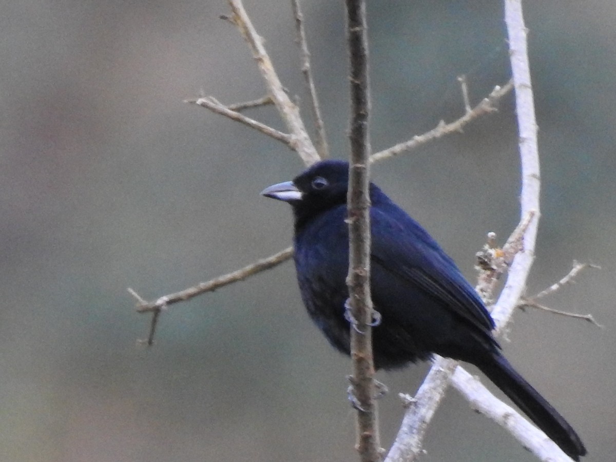 White-lined Tanager - ML643315537