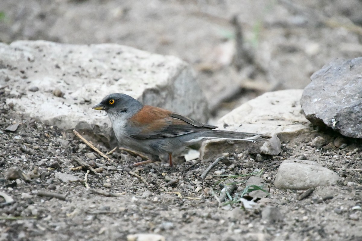 Yellow-eyed Junco - ML643315540