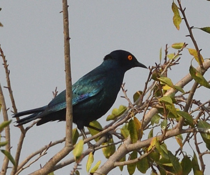 Cape Starling - ML643315547