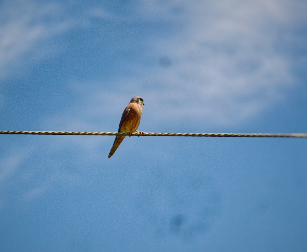 American Kestrel (Cuban) - ML643315577