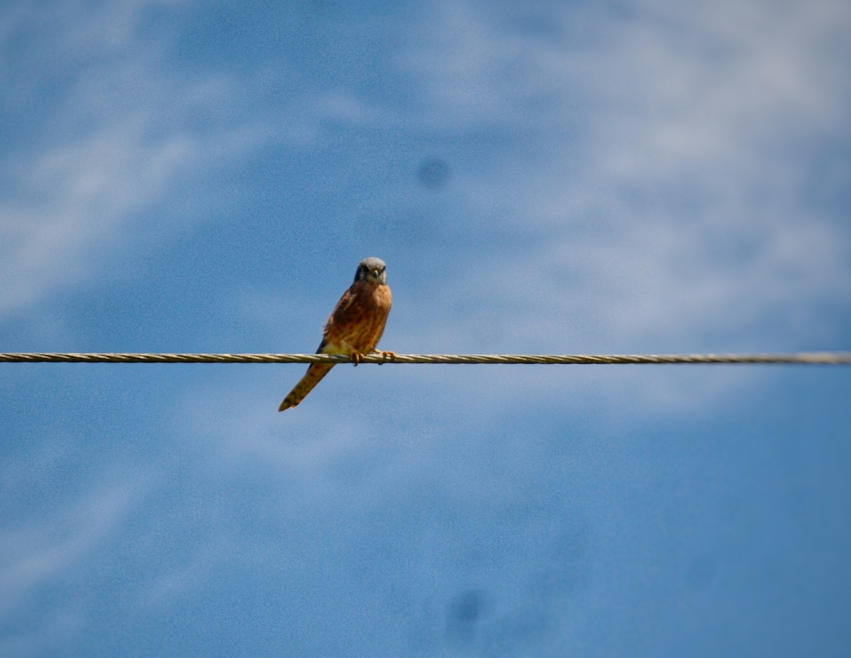 American Kestrel (Cuban) - ML643315578