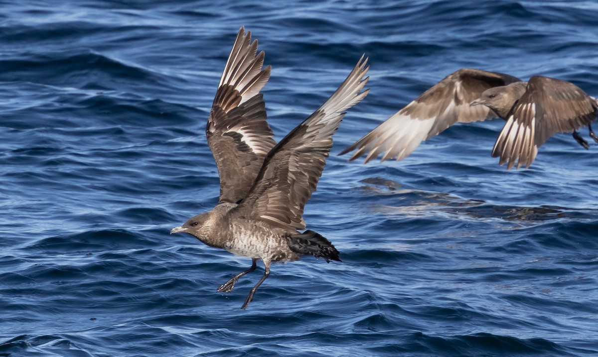 Parasitic Jaeger - ML643315579