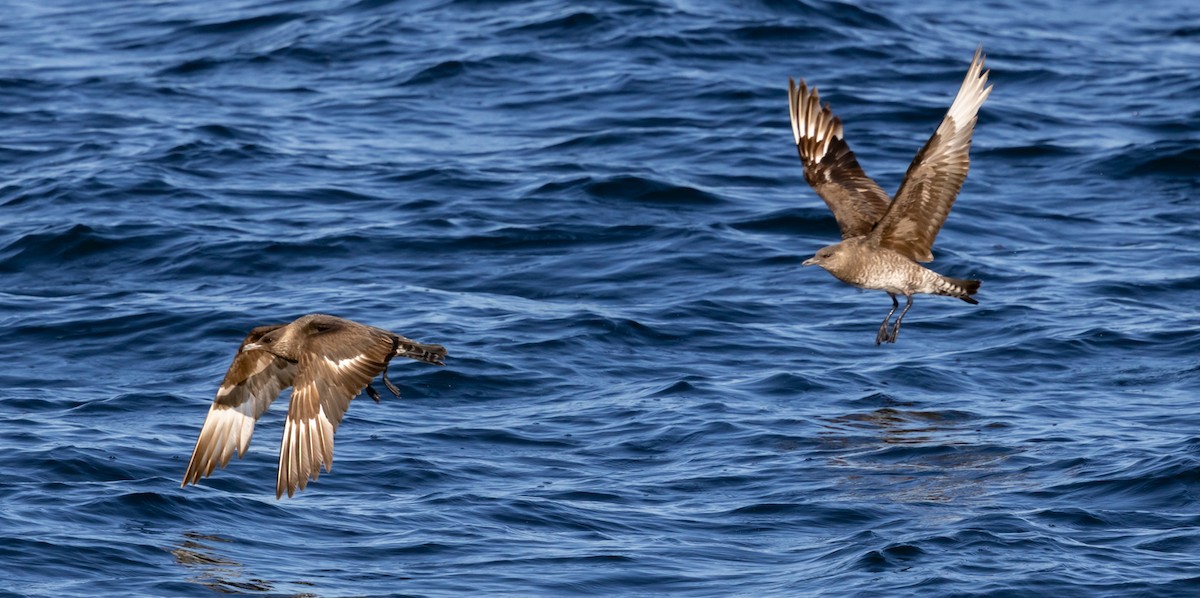 Parasitic Jaeger - ML643315581