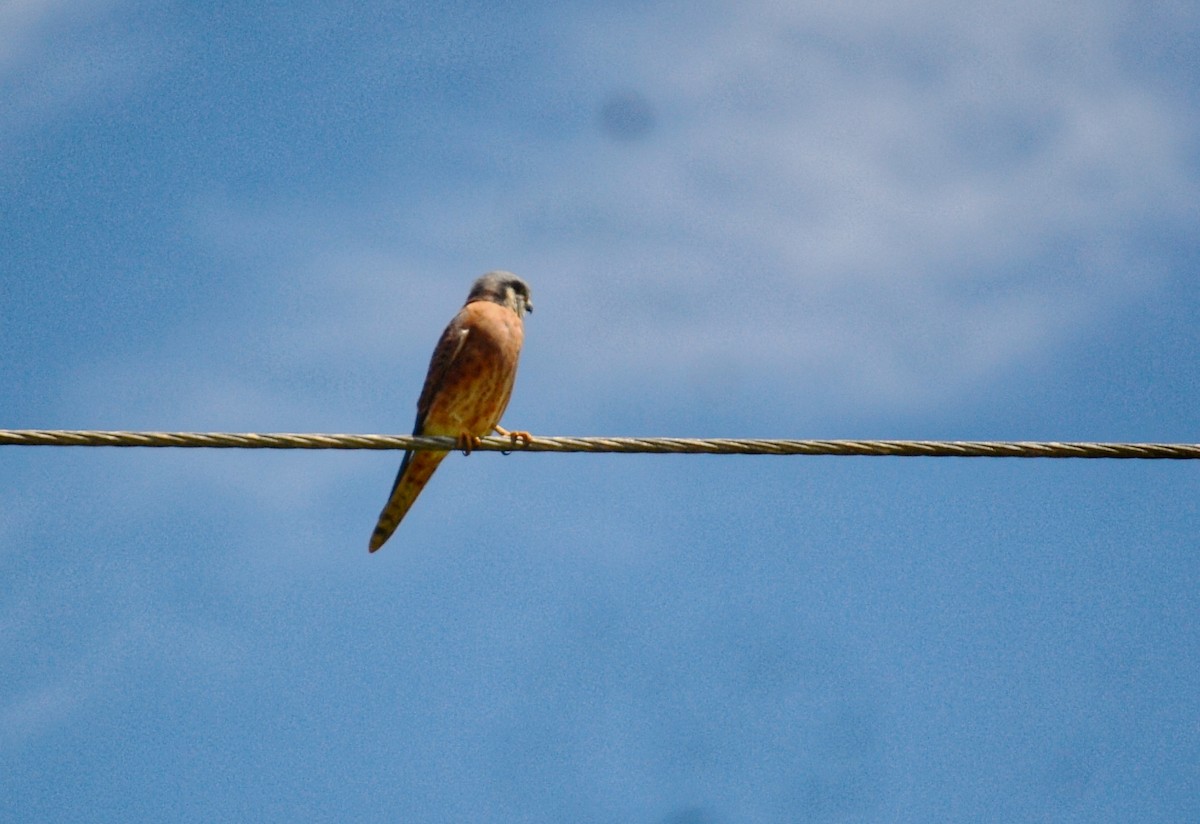 American Kestrel (Cuban) - ML643315582
