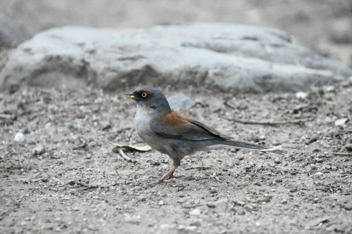Yellow-eyed Junco - ML643315587