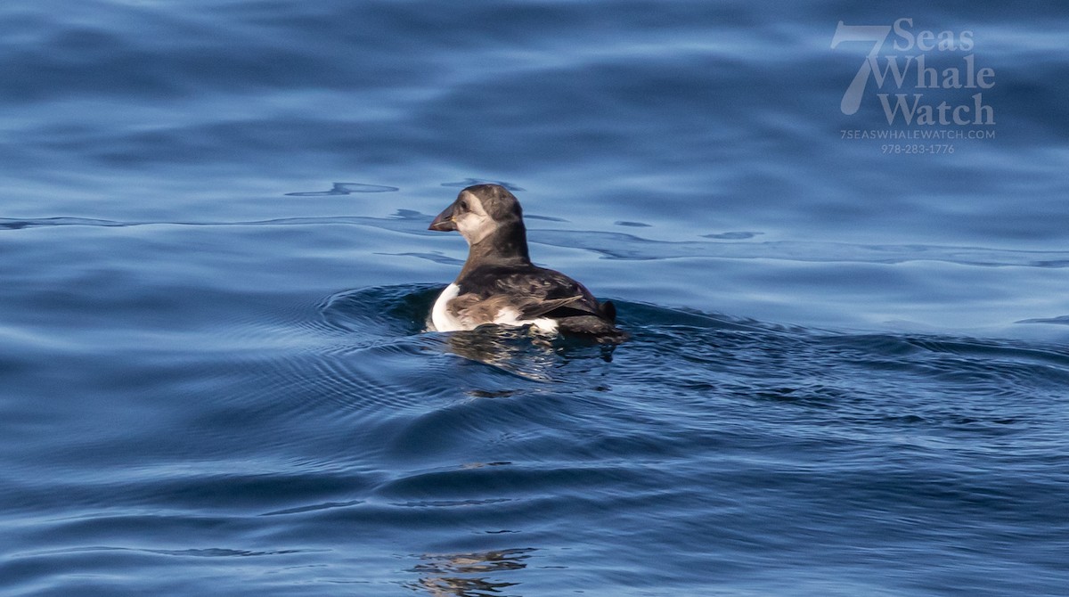 Atlantic Puffin - ML643315591