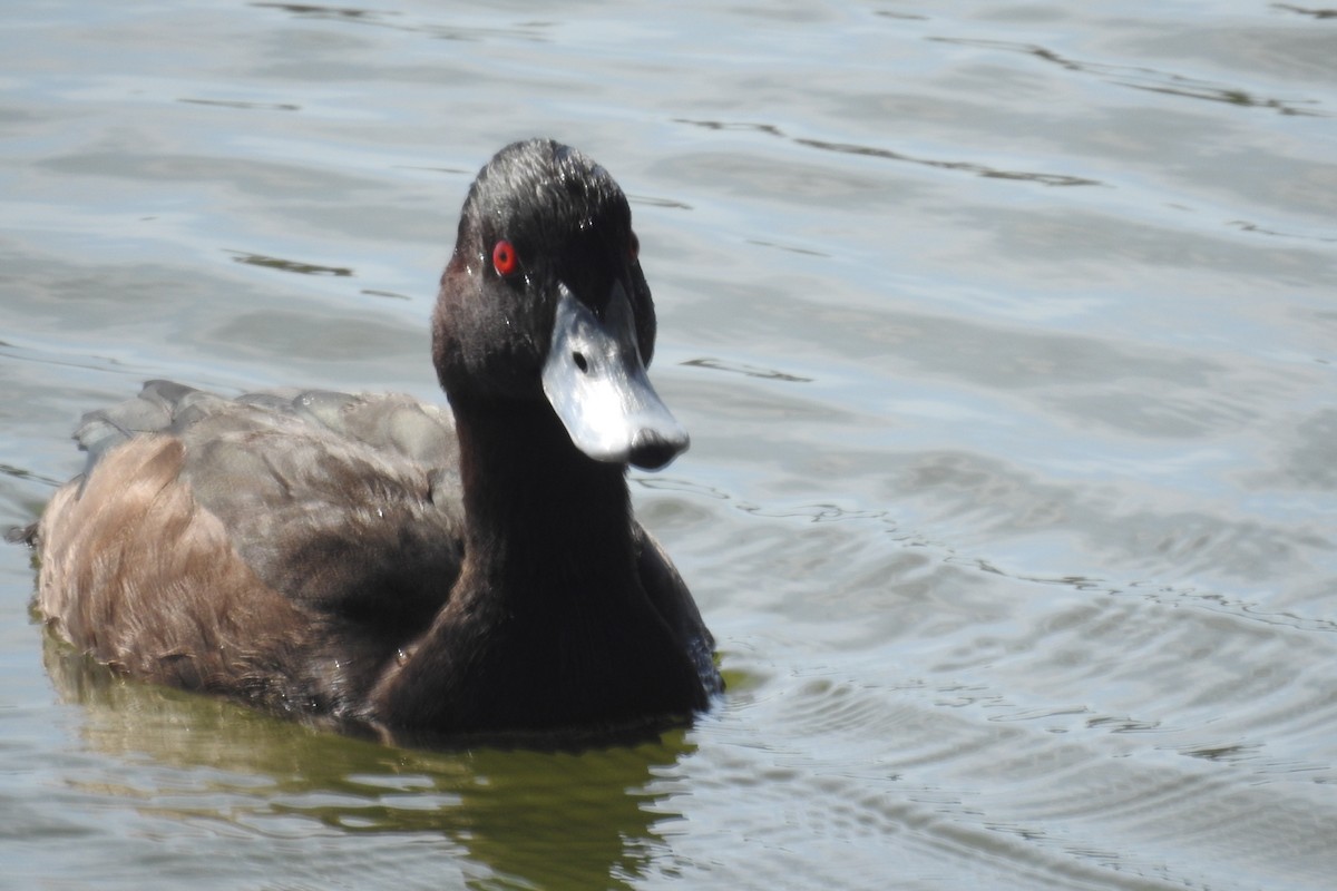 Southern Pochard - ML643315617