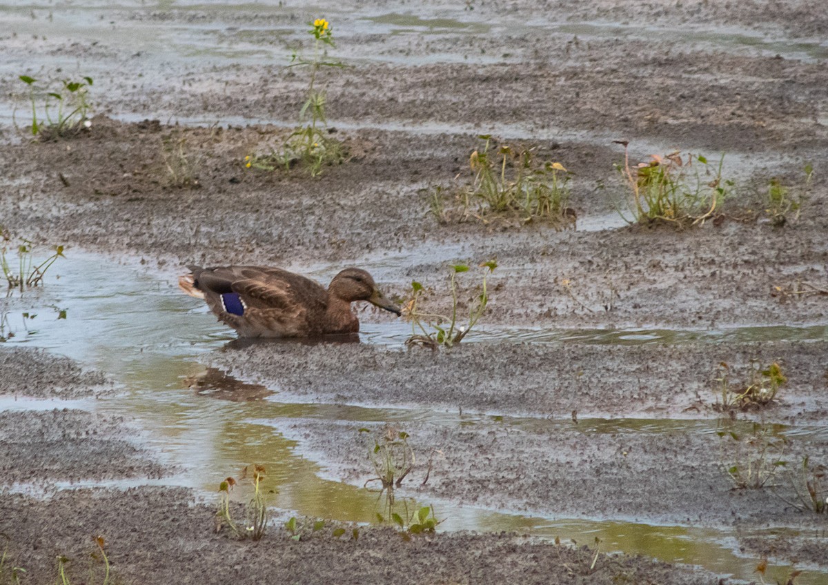 Mallard - ML643315620
