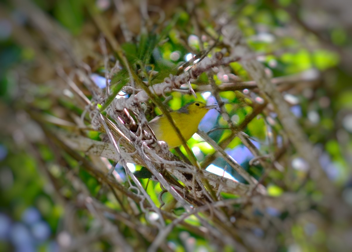 Oriente Warbler - ML643315625