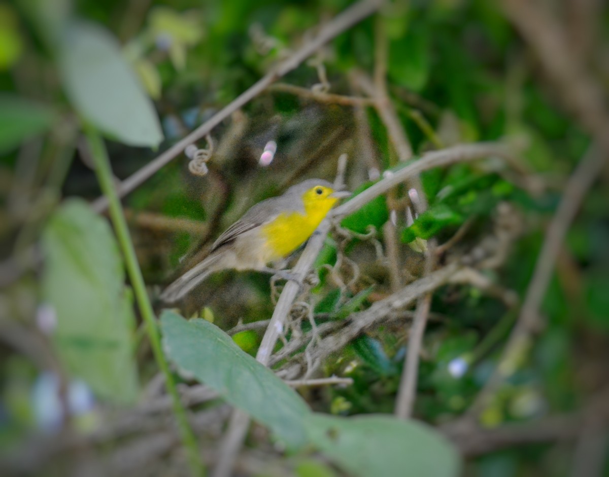 Oriente Warbler - ML643315626