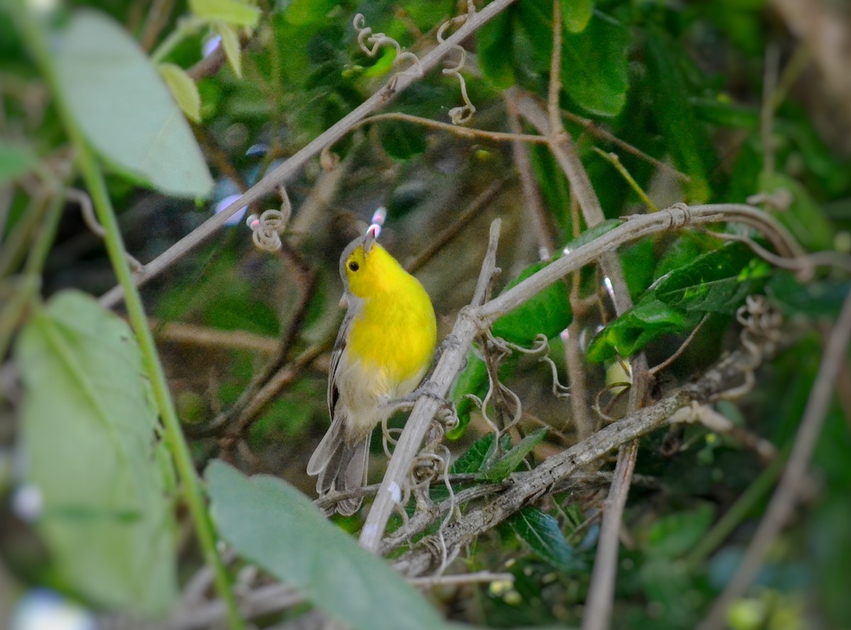 Oriente Warbler - ML643315628