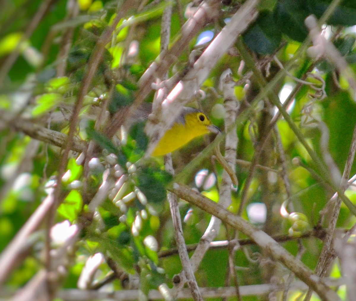 Oriente Warbler - ML643315629