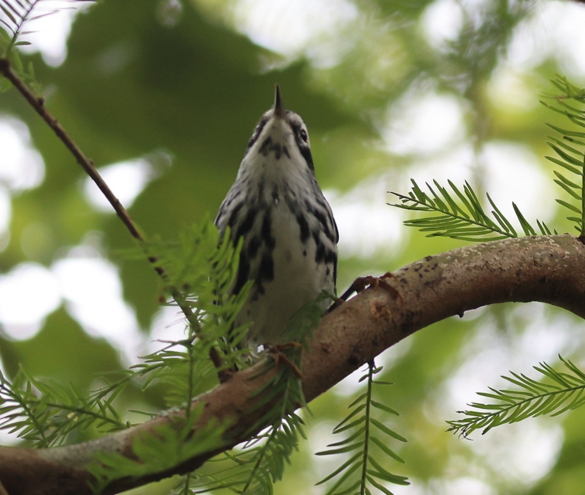 Black-and-white Warbler - ML643315631