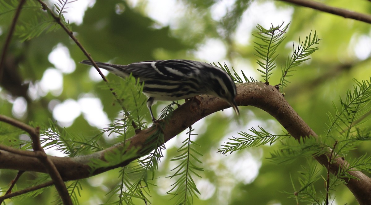 Black-and-white Warbler - ML643315632