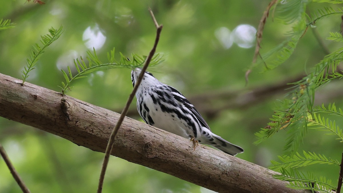 Black-and-white Warbler - ML643315633