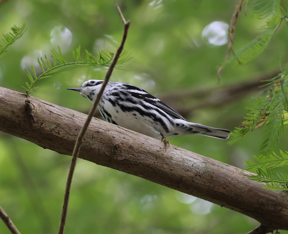 Black-and-white Warbler - ML643315634