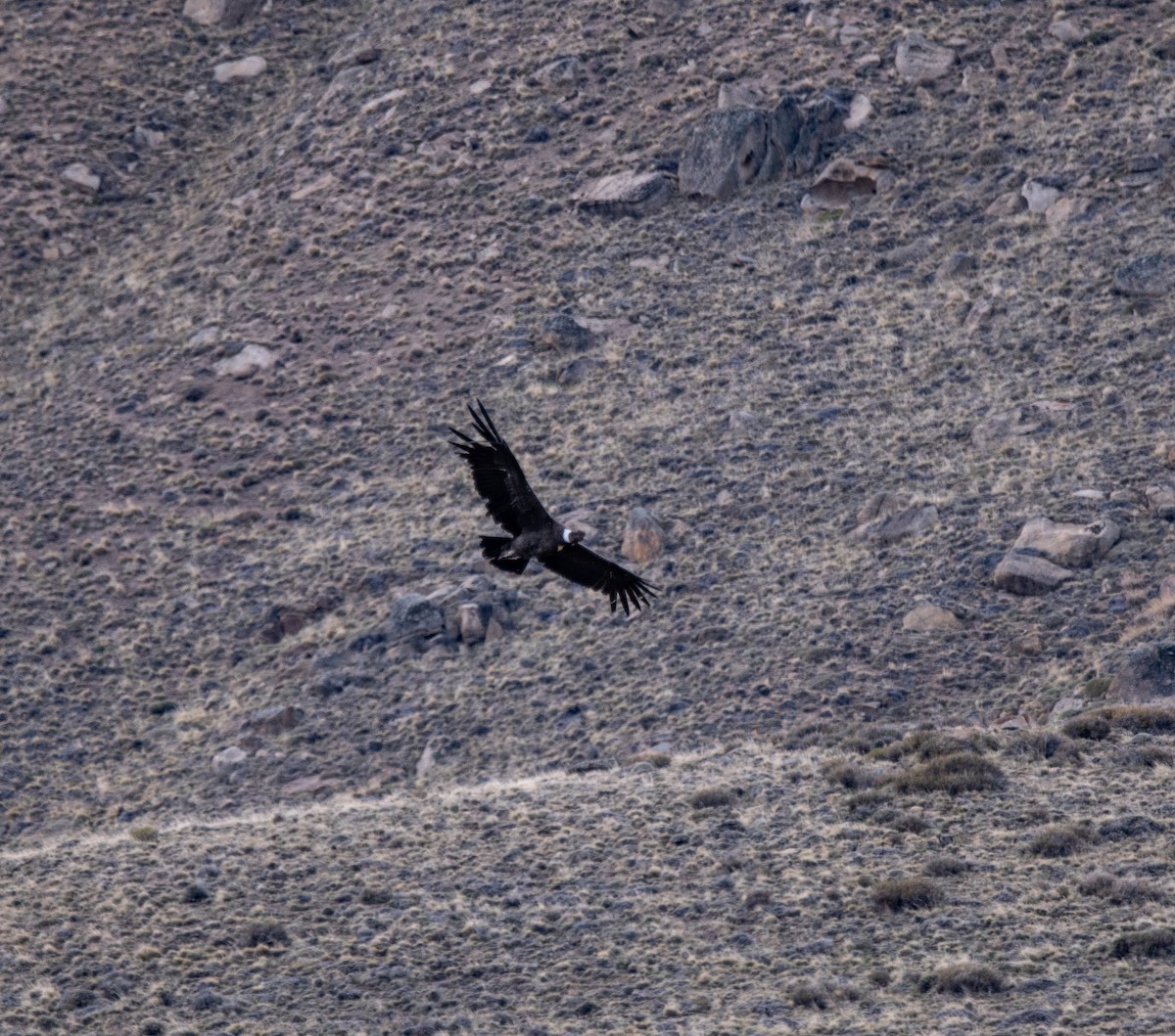 Andean Condor - ML643315635