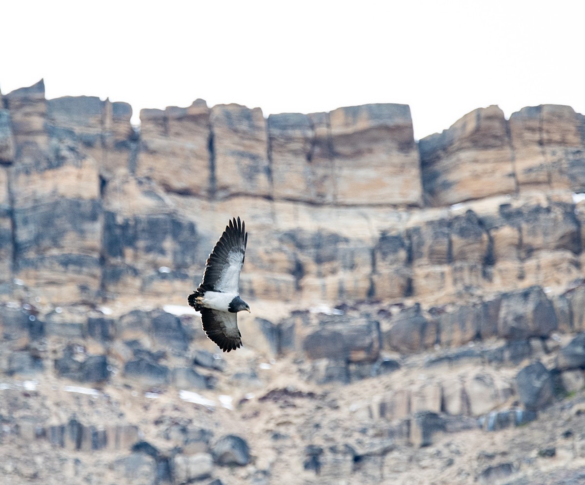 Black-chested Buzzard-Eagle - ML643315642