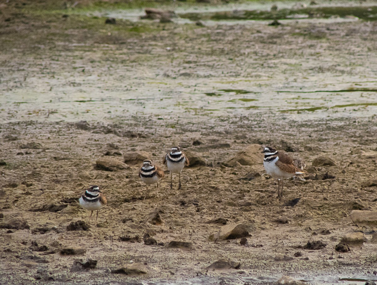 Killdeer - ML643315643