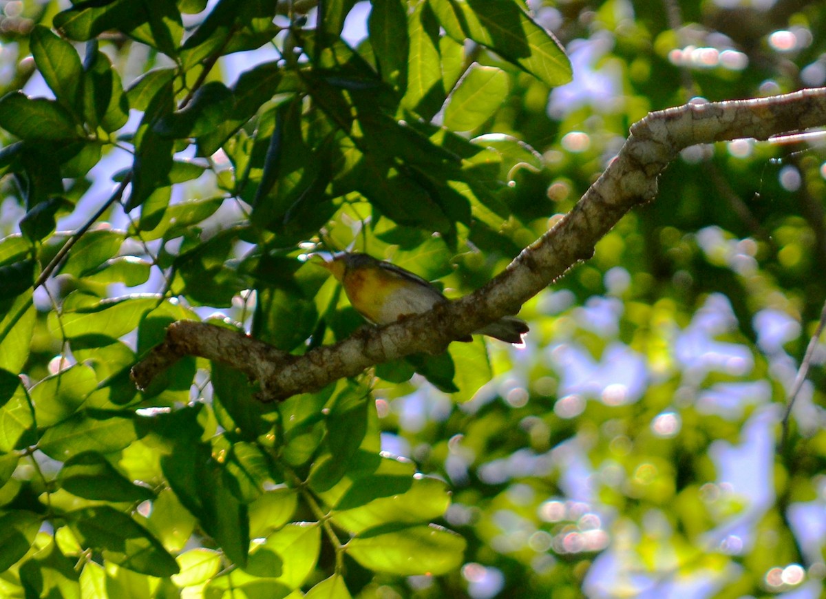 Northern Parula - ML643315644